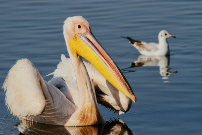 Great White Pelican 
