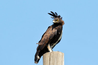 Long-crested Eagle 