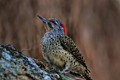 Nubian Woodpecker