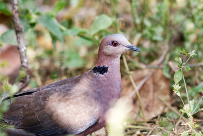 Red-eyed Dove 