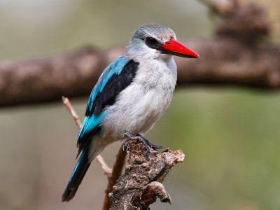 Ethiopia birds - Lake Awassa area