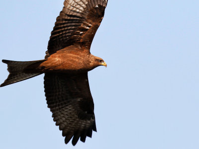 Yellow-billed Kite 