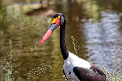 Saddle-billed Stork