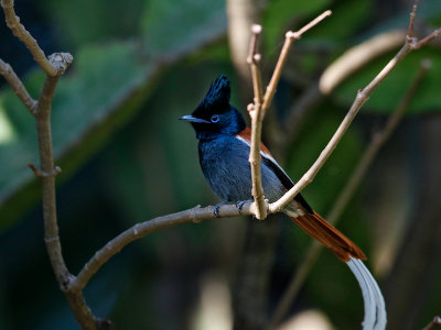 African Paradise Flycatcher