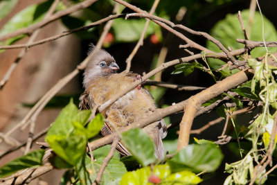 Speckled Mousebird