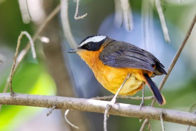 Ruppell's Robin-Chat