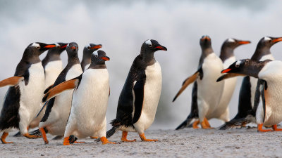 Falkland Islands 2015
