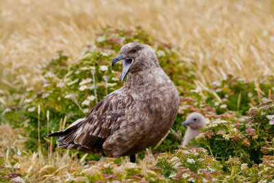 Falkland Skua 