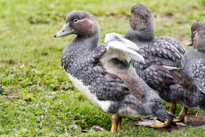 Falkland Steamer Duck 