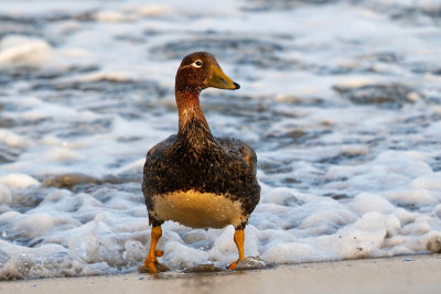Falkland Steamer Duck 