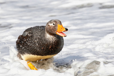 Falkland Steamer Duck - flightless duck