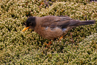 Falkland Thrush 