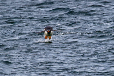 Gentoo Penguin 