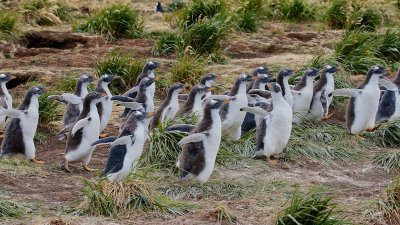Gentoo Penguin chicks