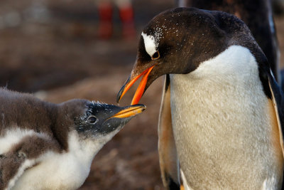 Gentoo Penguins