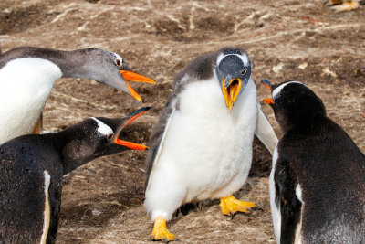 Gentoo Penguins 