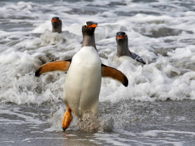 Gentoo Penguins 