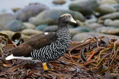 Kelp Goose 