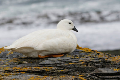 Kelp Goose 