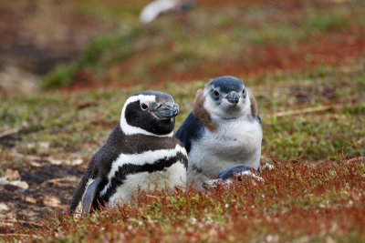 Magellanic Penguins 