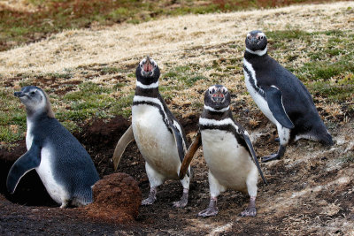 Magellanic Penguins 