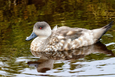 Patagonian Crested Duck 