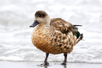 Patagonian Crested Duck