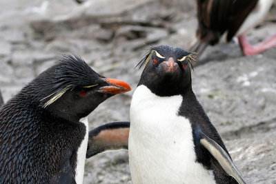 Rockhopper Penguin 