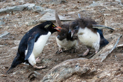 Rockhopper Penguin and chicks