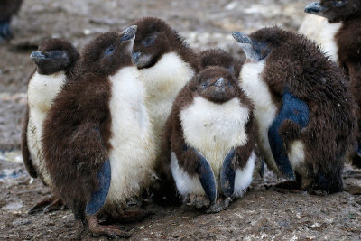 Rockhopper Penguin chicks