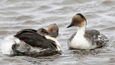 Silvery Grebes - baby on mom's back