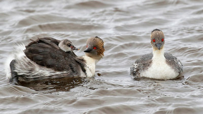 Silvery Grebes 