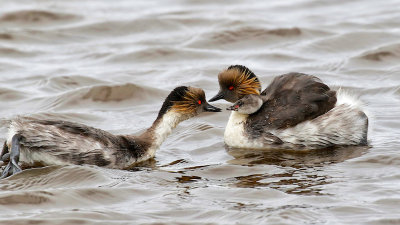 Silvery Grebes - Baby on mom's back