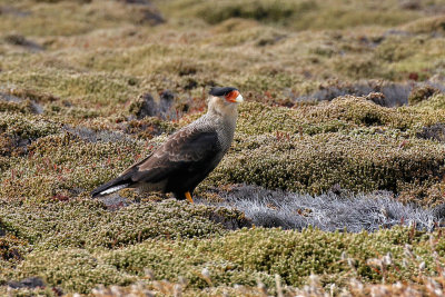 Southern Crested Caracara