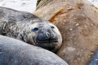 Southern Elephant Seal 