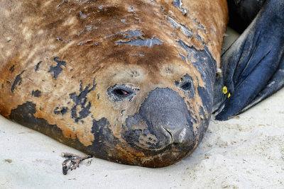 Southern Elephant Seal 