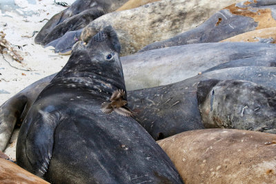 Southern Elephant Seal and Blackish Cinclodes