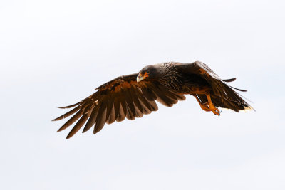 Striated Caracara 