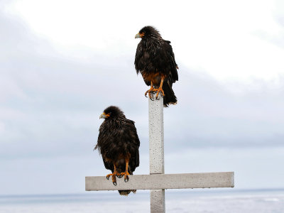 Striated Caracaras 