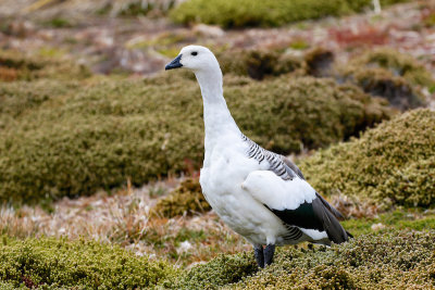Upland Goose 