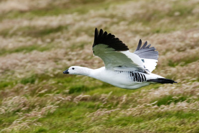 Upland Goose 