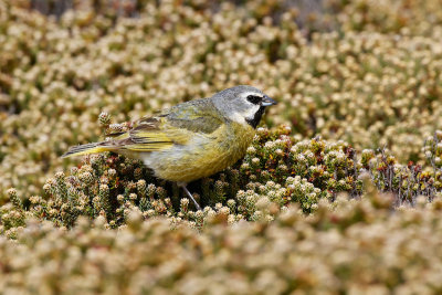 White-bridled Finch 