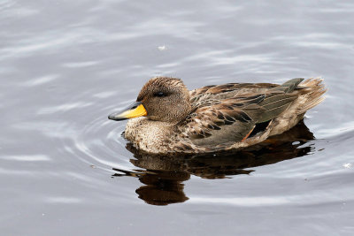 Yellow-billed Teal 