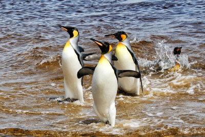 King Penguins 