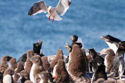 Dolphin Gull and Rockhopper Penguins