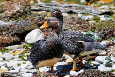 Falkland Steamer Ducks 