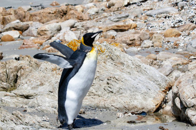 King Penguin 