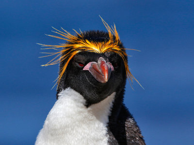 Macaroni Penguin 