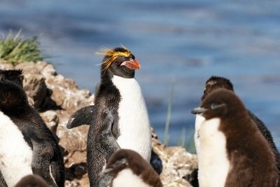 Macaroni Penguin and Rockhopper Penguin chicks