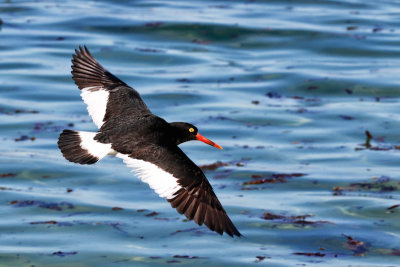 Magellanic Oystercatcher 